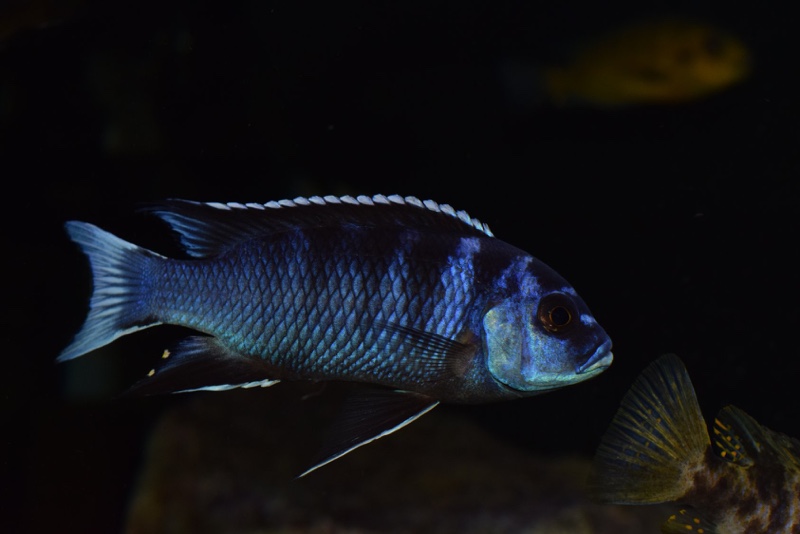Pseudotropheus elegans 'Ngara'